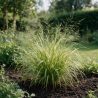 Herbe du Japon macra Pot 9cm - Hakonechloa macra