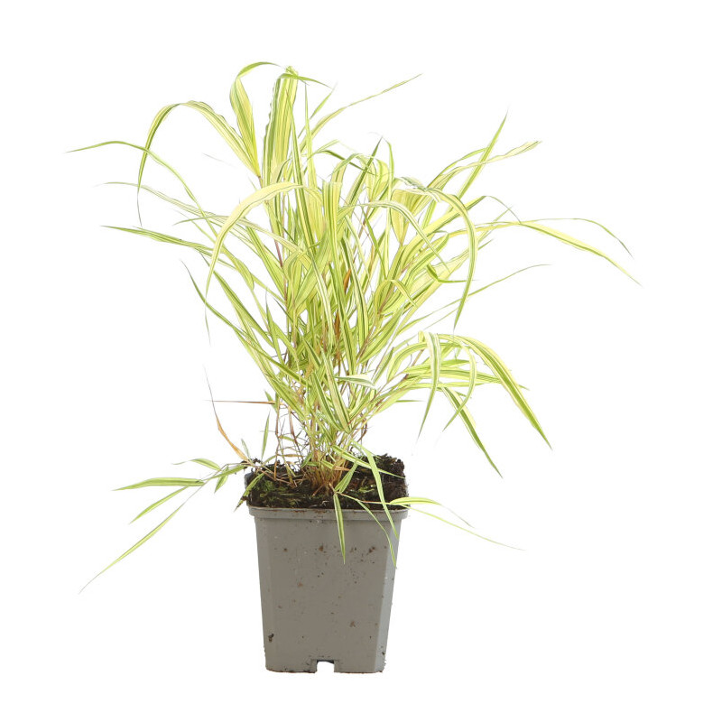 Herbe du Japon Aureola Pot 9cm - Hakonechloa macra Aureola