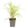 Herbe du Japon Aureola Pot 9cm - Hakonechloa macra Aureola