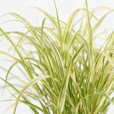 Herbe du Japon Aureola Pot 9cm - Hakonechloa macra Aureola