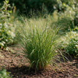 Rroseau de Chine sinensis Little Miss Pot 9cm - Miscanthus sinensis Little Miss