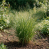 Rroseau de Chine sinensis Little Miss Pot 9cm - Miscanthus sinensis Little Miss