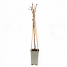 Vigne du Japon 70cm Pot 2L 4 tuteurs - Vitis vinifera Coignetiae