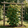 Vigne du Japon 70cm Pot 2L 4 tuteurs - Vitis vinifera Coignetiae