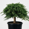 Genévrier rampant 'Nana' Pot 15L 80cm - Juniperus procumbens Nana