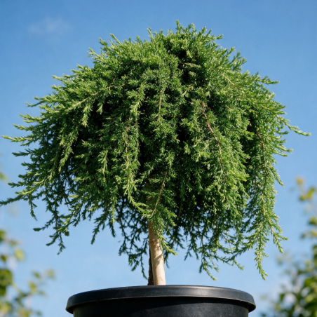 Genévrier commun 'Green Mantle' Pot 15L 90cm - Juniperus communis Green Mantle