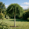 Genévrier commun 'Green Mantle' Pot 15L 90cm - Juniperus communis Green Mantle