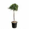 Genévrier commun 'Green Mantle' Pot 15L 90cm - Juniperus communis Green Mantle