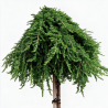 Genévrier commun 'Green Mantle' Pot 15L 80cm - Juniperus communis Green Mantle