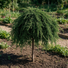 Genévrier commun 'Green Mantle' Pot 15L 80cm - Juniperus communis Green Mantle