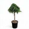 Genévrier commun 'Green Mantle' Pot 15L 80cm - Juniperus communis Green Mantle