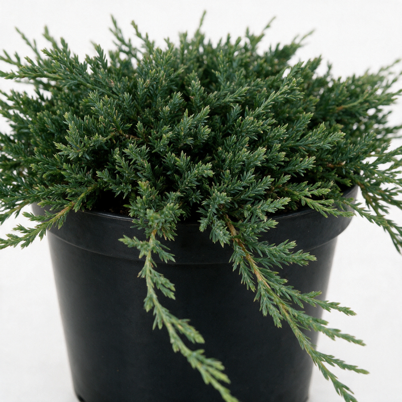 Genévrier horizontal Glauca - Juniperus horizontalis Glauca 30/40cm
