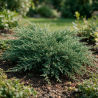 Genévrier horizontal Glauca - Juniperus horizontalis Glauca 30/40cm