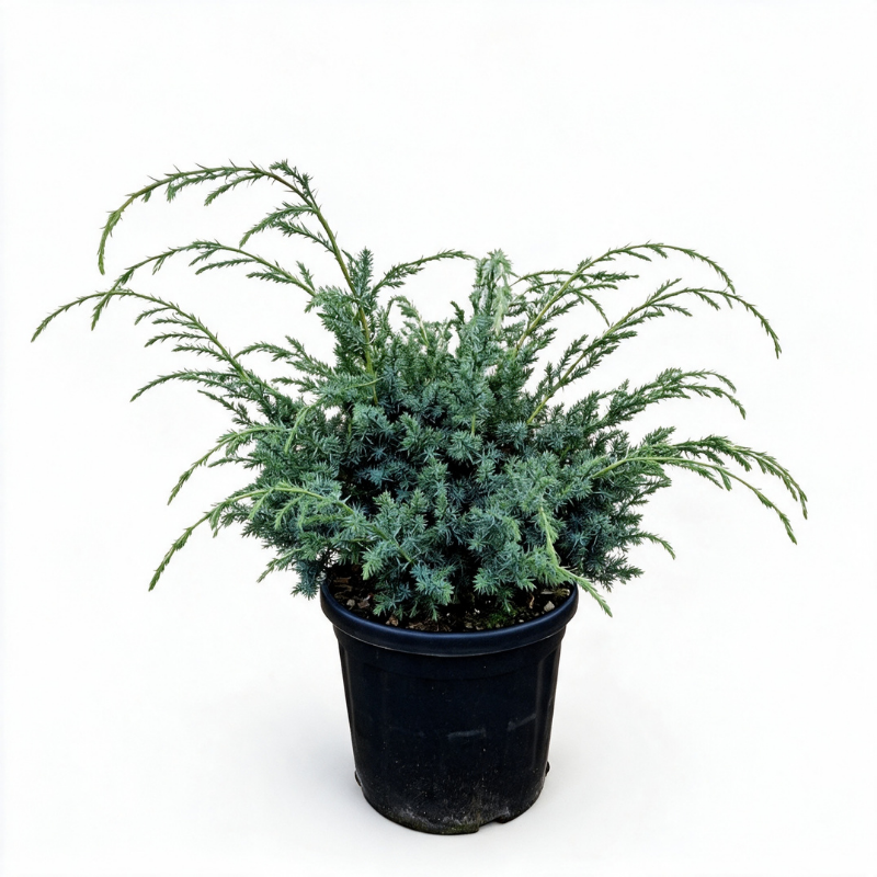 Genévrier de Chine Blue Alps - Juniperus chinensis Blue Alps 30/40cm Pot 8L