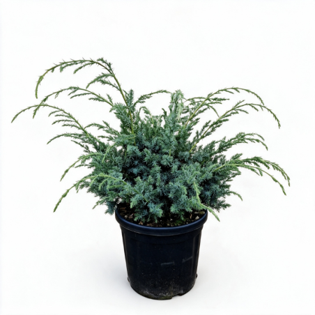 Genévrier de Chine Blue Alps - Juniperus chinensis Blue Alps 30/40cm Pot 8L