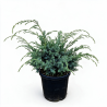 Genévrier de Chine Blue Alps - Juniperus chinensis Blue Alps 30/40cm Pot 8L