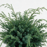 Genévrier de Chine Blue Alps - Juniperus chinensis Blue Alps 30/40cm Pot 8L