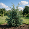 Genévrier de Chine Blue Alps - Juniperus chinensis Blue Alps 30/40cm Pot 8L