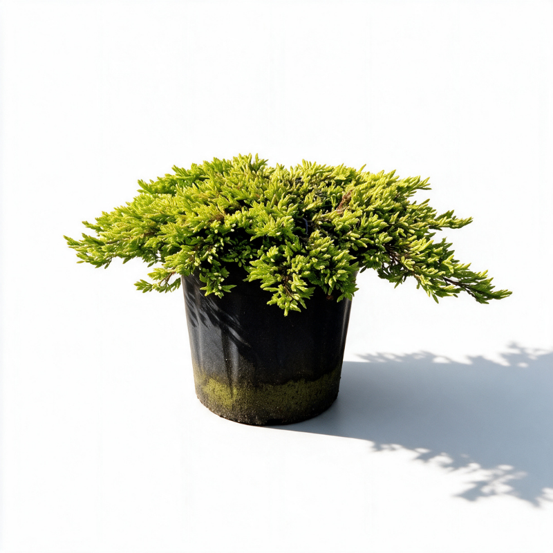 Genévrier commun Goldschatz - Juniperus communis Goldschatz 30/40cm Pot 8L