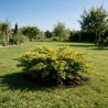 Genévrier commun Goldschatz - Juniperus communis Goldschatz 30/40cm Pot 8L