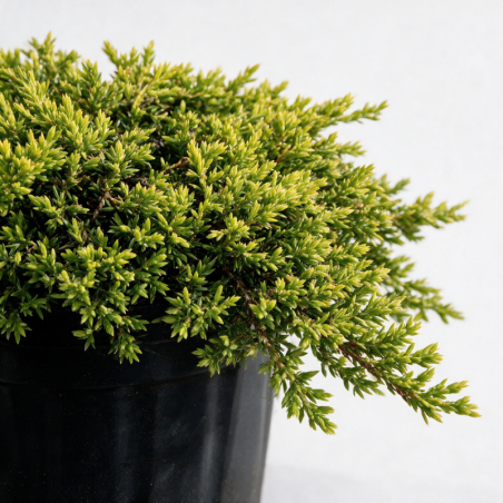 Genévrier commun Goldschatz - Juniperus communis Goldschatz 30/40cm Pot 8L