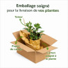Thuya occidental Fire Chief - Thuja occidentalis Fire Chief Pot 5L