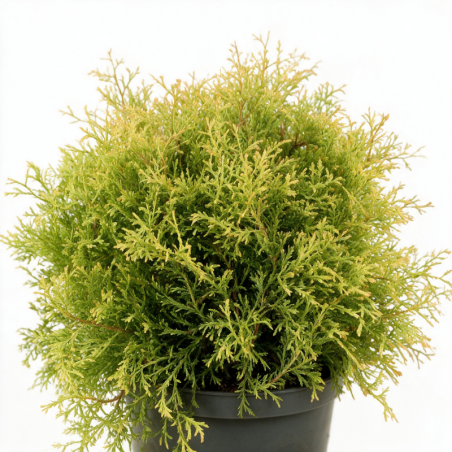 Thuya occidental Fire Chief - Thuja occidentalis Fire Chief Pot 5L