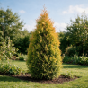 Thuya occidental Fire Chief - Thuja occidentalis Fire Chief Pot 5L