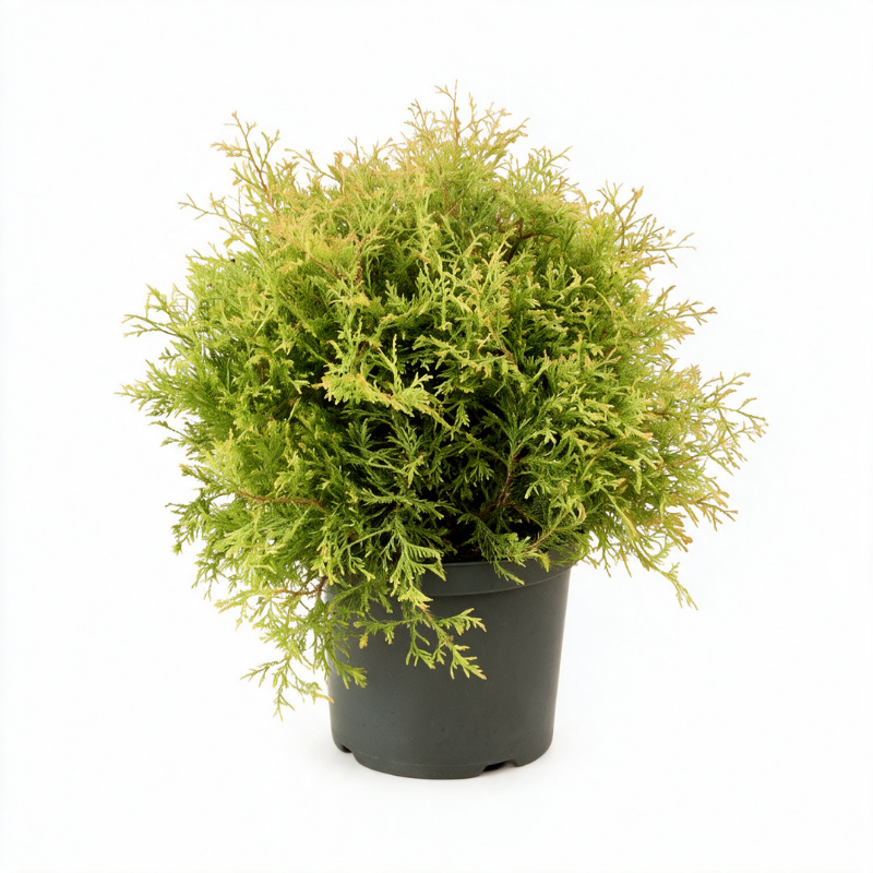 Thuya occidental Fire Chief - Thuja occidentalis Fire Chief Pot 5L