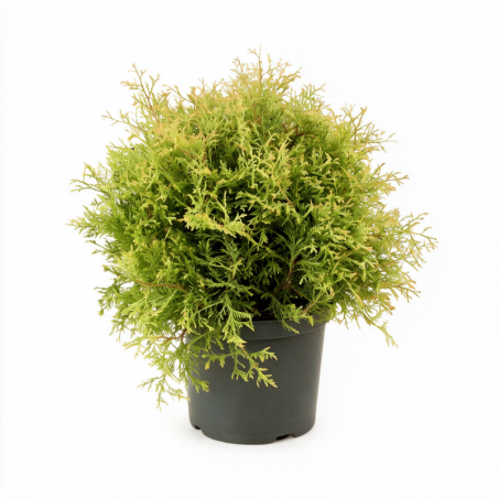 Thuya occidental Fire Chief - Thuja occidentalis Fire Chief Pot 5L