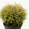 Thuya occidental Golden Tuffet - Thuja occidentalis Golden Tuffet 30/35cm Pot 5L
