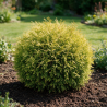 Thuya occidental Golden Tuffet - Thuja occidentalis Golden Tuffet 30/35cm Pot 5L