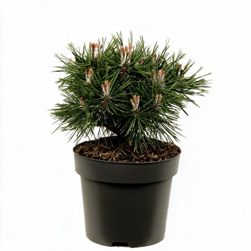 Pin mugo Benjamin - Pinus mugo Benjamin 20/30cm Pot 2,5L