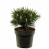 Pin mugo Benjamin - Pinus mugo Benjamin 20/30cm Pot 2,5L