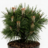 Pin mugo Benjamin - Pinus mugo Benjamin 20/30cm Pot 2,5L