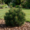 Pin mugo Benjamin - Pinus mugo Benjamin 20/30cm Pot 2,5L