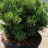 Pin mugo Ophir - Pinus mugo Ophir 25/30cm Pot 8L