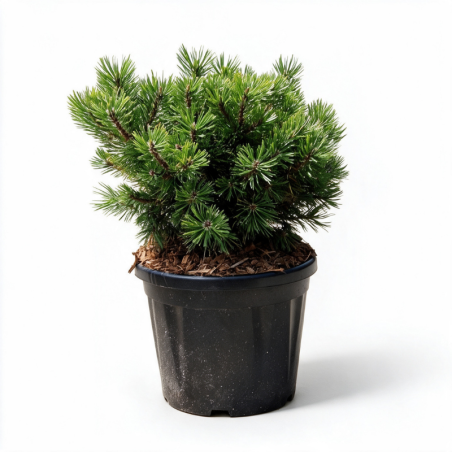 Pin mugo Ophir - Pinus mugo Ophir 25/30cm Pot 8L