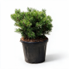 Pin mugo Ophir - Pinus mugo Ophir 25/30cm Pot 8L