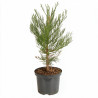 Séquoia géant - Sequoiadendron giganteum 60/80cm Pot 5L