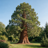 Séquoia géant - Sequoiadendron giganteum 60/80cm Pot 5L