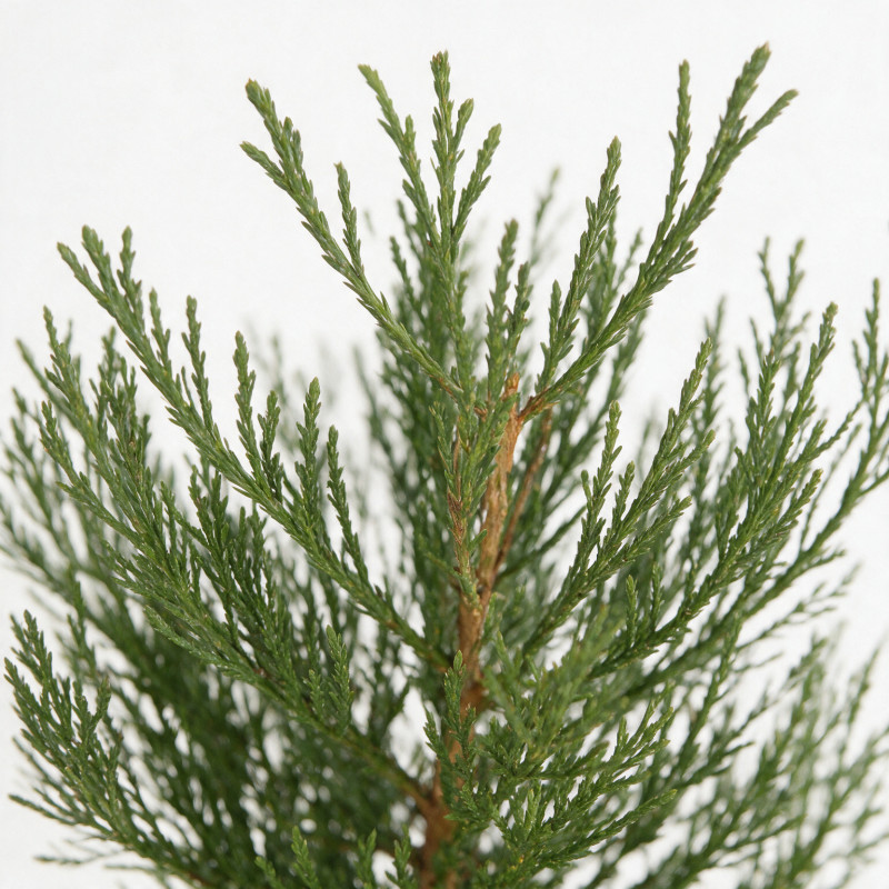 Séquoia géant - Sequoiadendron giganteum 60/80cm Pot 5L