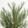 Séquoia géant - Sequoiadendron giganteum 60/80cm Pot 5L