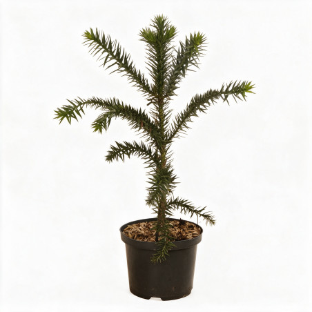 Araucaria du Chili - Araucaria araucana 50/60cm Pot 5L