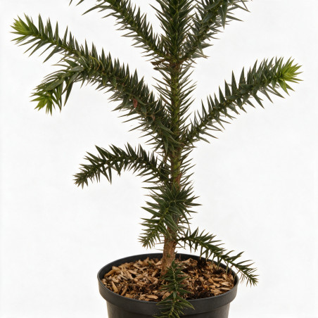 Araucaria du Chili - Araucaria araucana 50/60cm Pot 5L