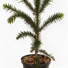 Araucaria du Chili - Araucaria araucana 50/60cm Pot 5L