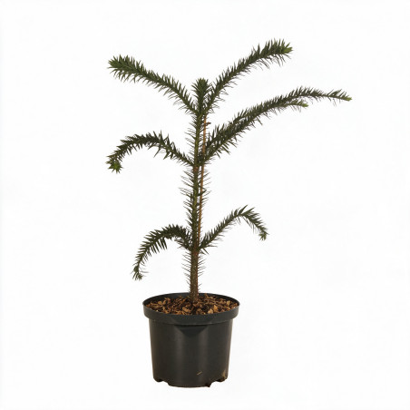 Araucaria du Chili - Araucaria araucana 40/60cm Pot 5L