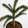 Araucaria du Chili - Araucaria araucana 40/60cm Pot 5L