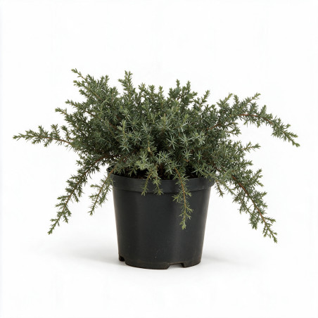 Genévrier commun Silver Carpet - Juniperus communis Silver Carpet Pot 2,5L