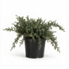 Genévrier commun Silver Carpet - Juniperus communis Silver Carpet Pot 2,5L